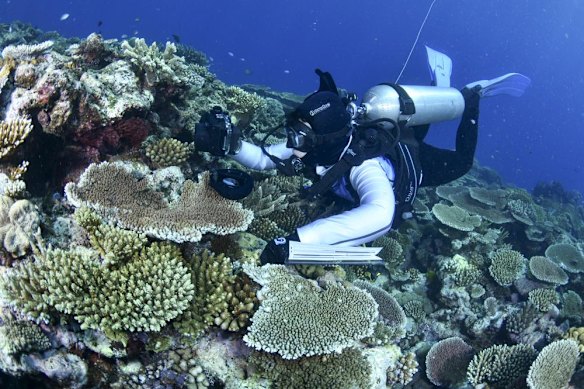 Bleached coral on the Great Barrier Reef.