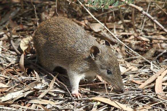 A southern brown bandicoot at the Cranbourne Royal Botanic Gardens.