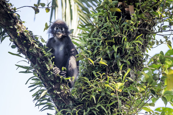 It’s likely you will spot exotic wildlife during a stay at The Datai in Langkawi.