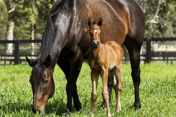 Black Caviar with her first foal, an Exceed And Excel filly, in 2014.