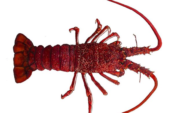Unlike its eastern counterpart, the southern rock lobster has a bright red shell when live.