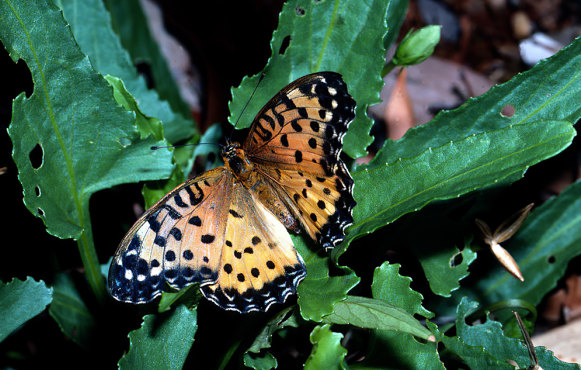 The Australian fritillary is the “most imperilled” Australian butterfly. 