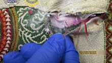 Australian Border Force officers found more than one kilogram of heroin hidden inside the lining of the 26-year-old airline employee's tote bags.