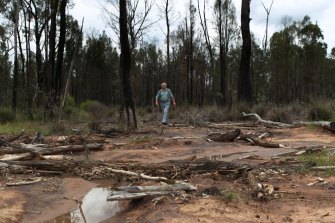 Tony Pickard, a local farmer in the region near the proposed Santos coal seam gasfield near Narrabri inspects vegetation killed from saline water produced from pilot wells.