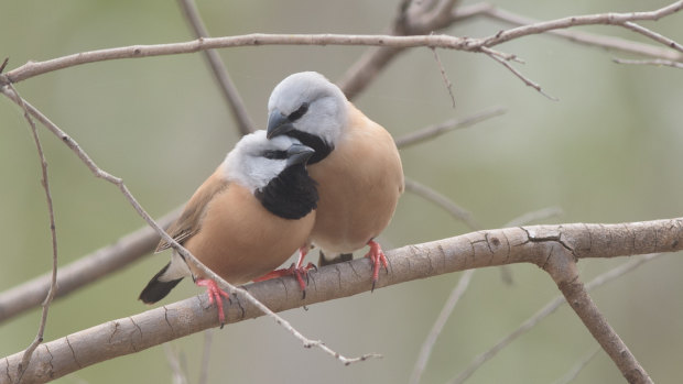 Queensland's Co-ordinator-General and the Department of Environment and Science approved Adani's black-throated finch management plan.