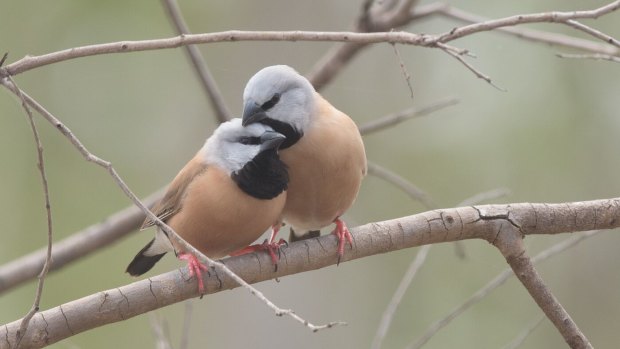 The Queensland Government is putting in place a Galilee Basin-wide black-throated finch management plan.