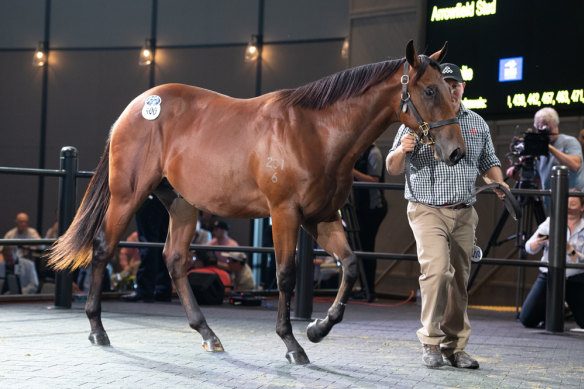 Groundswell, pictured as a yearling colt at the Inglis Classic.