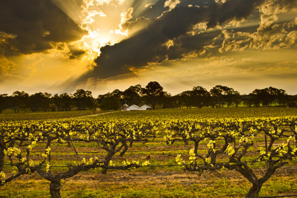 Wolf Blass in the Barossa Valley, SA.