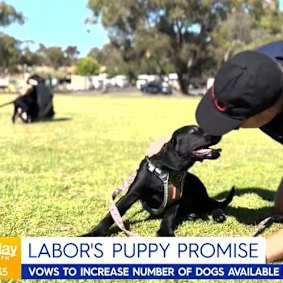 Labor will triple the number of dogs in the Psychiatric Assistance Dogs for Veterans program.