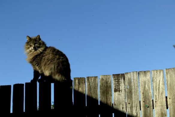 The laws allow people to venture onto a neighbour’s property to retrieve a lost ball, or cat.  