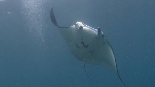 A manta ray in Indonesia. 