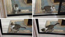 Piku the cat