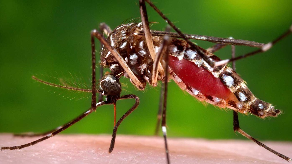 Dengue vaccine available in Australia as cases soar in tourist hotspots