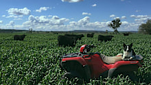 Barley is heading for shelves and feedlots.
