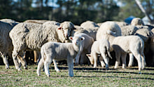 Multiple sheep were injured, with two dying as a result.