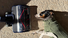 Bissell stick vac versus pet hair.
