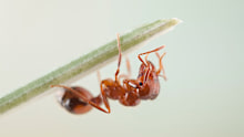 Macro shot of a fire ant using a brush that is found on ant foreleg that is used for cleaning the antennae. Shot at 2 times live-size (2x).