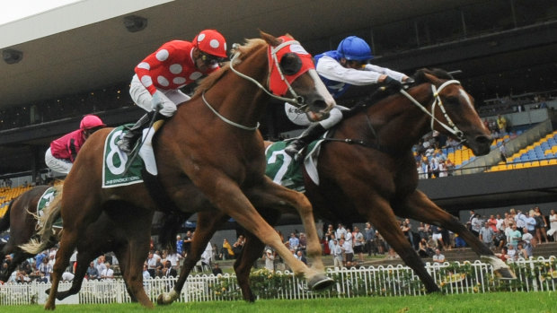 Tight: Bon Amis (blue cap) gets the better of Junglized at Rosehill on Saturday.