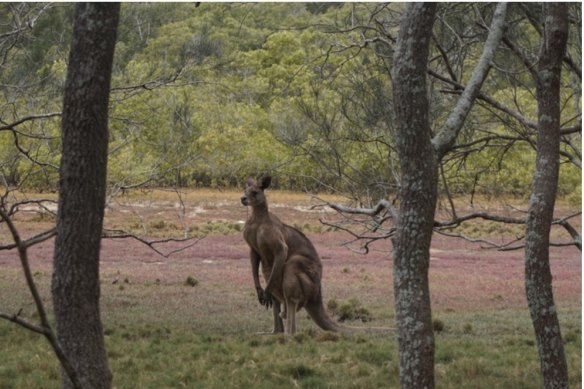 Brisbane’s Tinchi Tamba Wetlands at Bald Hills is a 380-hectare council-owned nature refuge and home to kangaroos, snakes and a wide range of fauna and flora.