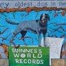 Bobi beats Australia’s Bluey to become world’s oldest dog