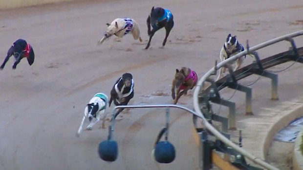 Baba Bear - the black and white dog on the rail towards the rear of the field (top right of photo) - ran his one and only race in Ballarat. 
