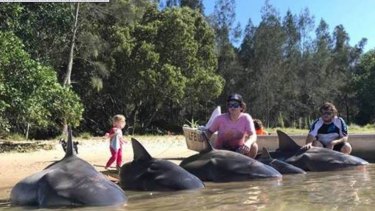 The sharks were caught at the mouth of the Macleay River. 