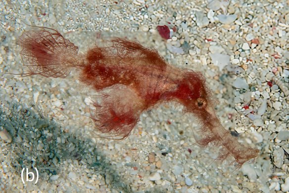 An official specimen of the hairy ghost pipefish, which is related to seahorses, has been elusive for decades.