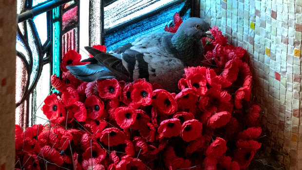 Pigeon steals poppies to make its home at the Australian War Memorial