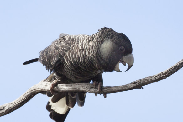 Baudin’s black cockatoo is at risk.