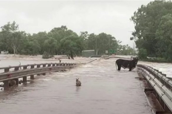 A wallaby and cow at the damaged Fitzroy Crossing bridge.
