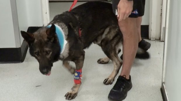 Kaos is "very lively" and his recovery has been described by officers as "incredible".