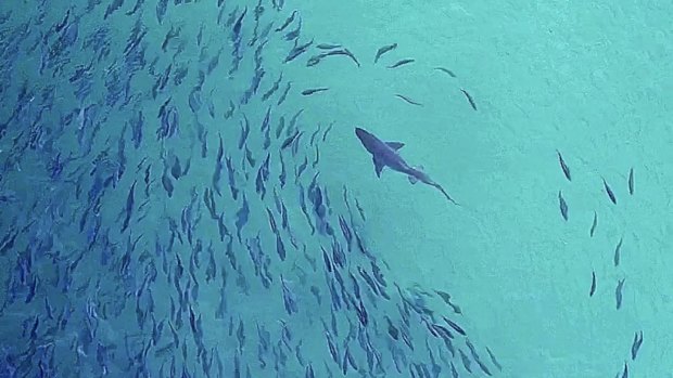 A Grey Nurse Shark approaching shoals of fish close to the shore at Bondi Beach.