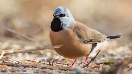 A black-throated finch at Adani's proposed Carmichael Mine site in Queensland's Galilee Basin.
