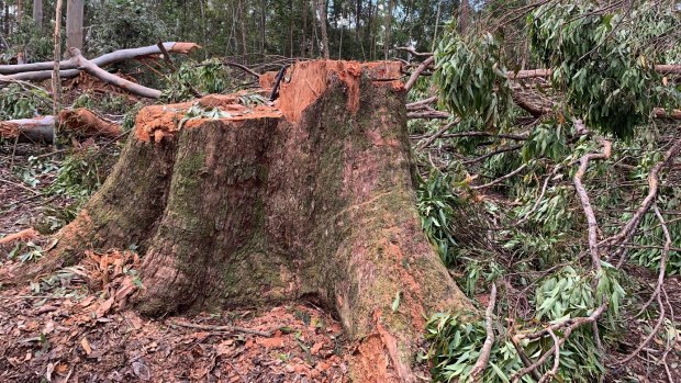 One of the giant trees allegedly felled by the Forestry Corporation of NSW in the Wild Cattle Creek State Forest, in breach of native forestry regulations. 