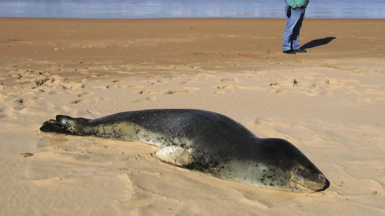 'Extremely dangerous': Large leopard seal basking on Brighton beach