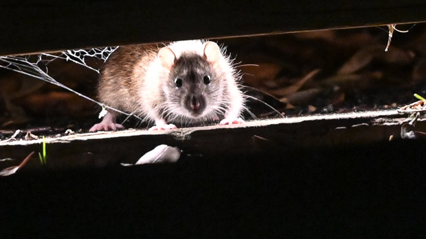 Yes, there are more rats in Docklands than usual. Here’s why