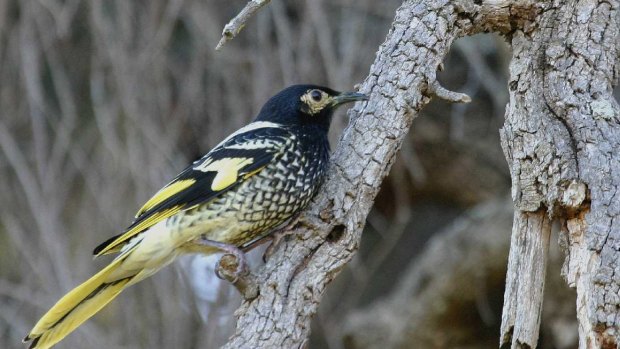 The regent honeyeater is a critically endangered species whose habitat is threatened by the raising of the Warragamba Dam wall.