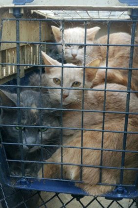 The Animal Protection Society of WA is calling for help after 15 cats were abandoned at their Southern River shelter on Tuesday.