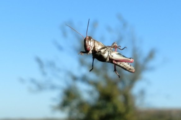 A Keeler’s spur-throated grasshopper (Melanoplus keeleri) on a car windshield at Konza Prairie in Kansas.