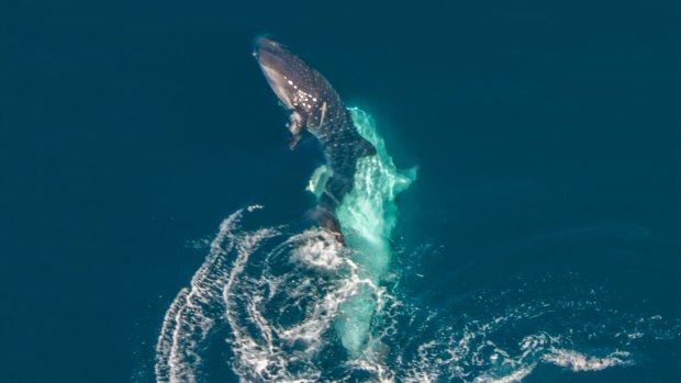 In what is believed to be a world first, whale sharks were spotted mating in waters off Ningaloo Reef off the Exmouth coast. 
