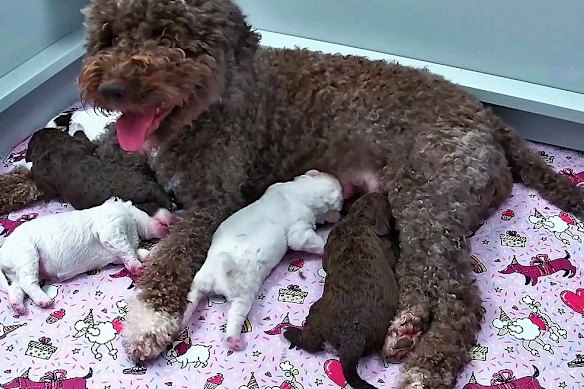 Il Truman Show per cani: i cuccioli e la loro madre, Hilkka, in una scena del live streaming 24 ore su 24, 7 giorni su 7.