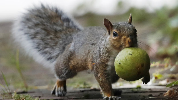 A squirrel carries a walnut in Portland, Maine.