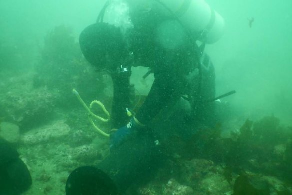 A diver performs maintenance checks on a Telstra internet cable.