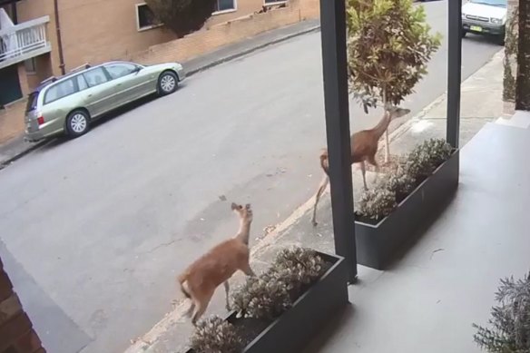 Two deer were filmed running through Coleridge Street at Leichhardt on Tuesday morning.
