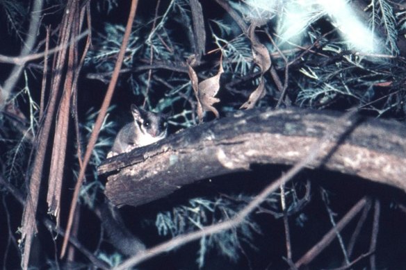 The first photo of a Leadbeater’s possum in decades, taken in 1961 by the man who rediscovered the tiny mammal, Eric Wilkinson.