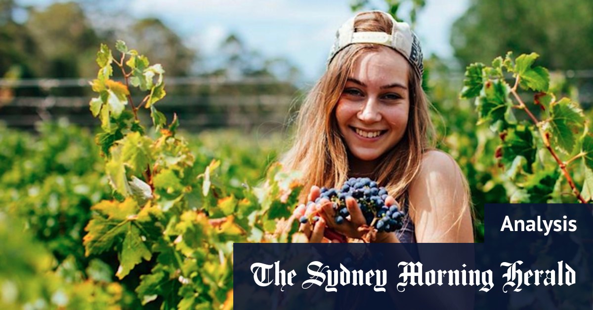 Pinot Picnic: WA dances with most maligned wine variety of all, pinot noir - Vimarsana News