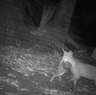 Perth’s urban foxes. 