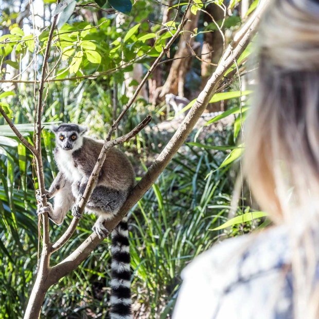 A lemur at Australia Zoo, Beerwah.