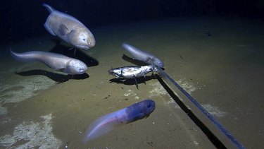 An unnamed snailfish with a dark-coloured head is photographed 6000 metres below the Indian Ocean’s surface. Cusk-eels gather in the background.