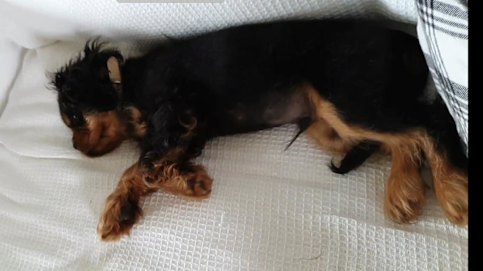 Teddy, the Cavalier King Charles spaniel, went missing from his yard in 2020 and has not been seen since.